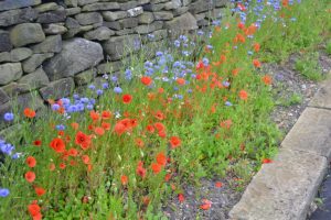 A roadside verge with red poppies, blue cornflowers, a stone kerb and the roadside and a dry stone wall at the back. Very colourful with reds, blues and pale green leaves.